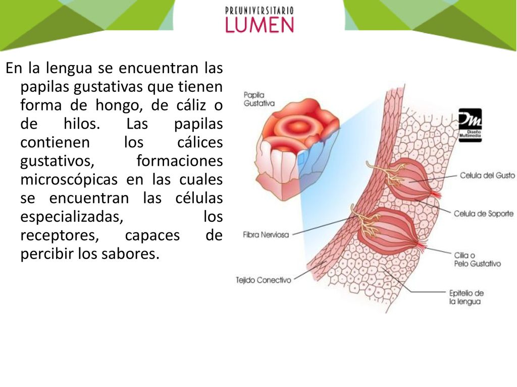 En la lengua se encuentran las papilas gustativas que tienen forma de hongo, de cáliz o de hilos.