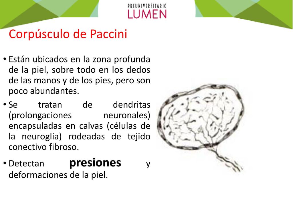 Corpúsculo de Paccini Están ubicados en la zona profunda de la piel, sobre todo en los dedos de las manos y de los pies, pero son poco abundantes.