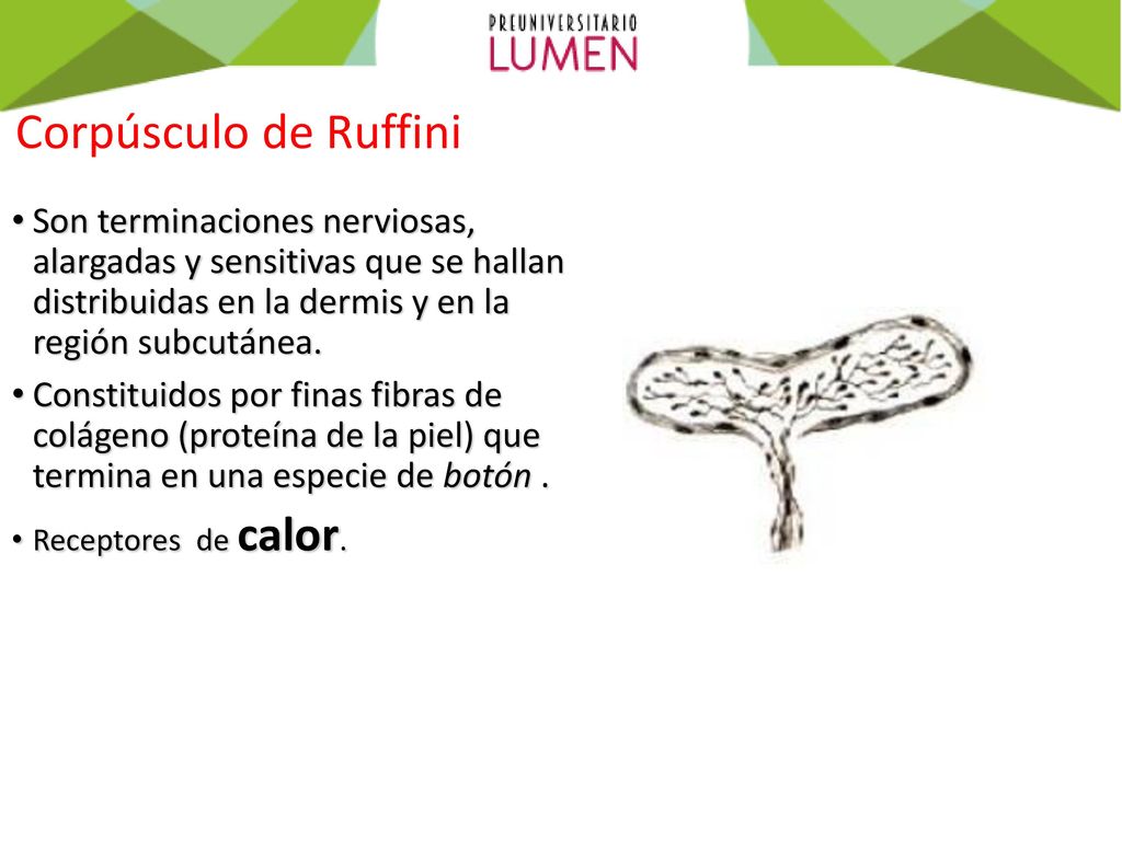 Corpúsculo de Ruffini Son terminaciones nerviosas, alargadas y sensitivas que se hallan distribuidas en la dermis y en la región subcutánea.