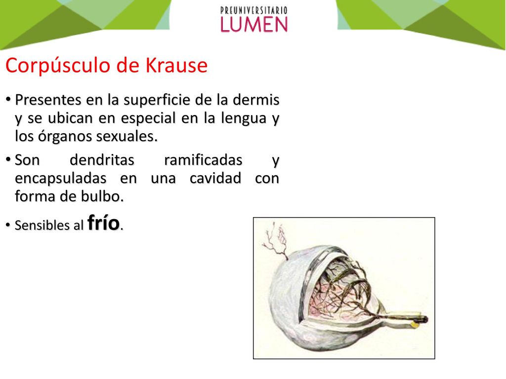 Corpúsculo de Krause Presentes en la superficie de la dermis y se ubican en especial en la lengua y los órganos sexuales.