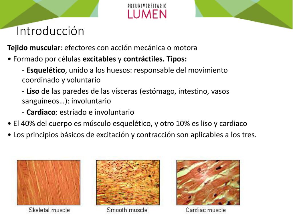 Introducción Tejido muscular: efectores con acción mecánica o motora
