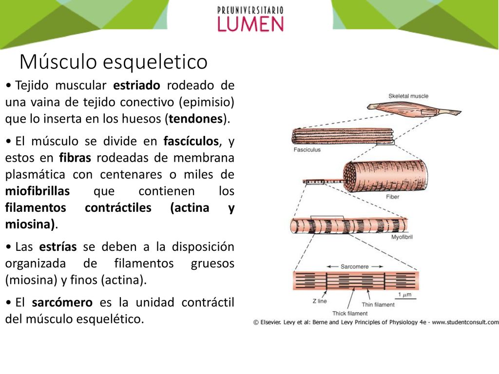 Músculo esqueletico Tejido muscular estriado rodeado de una vaina de tejido conectivo (epimisio) que lo inserta en los huesos (tendones).