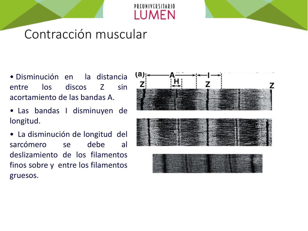 Contracción muscular Disminución en la distancia entre los discos Z sin acortamiento de las bandas A.