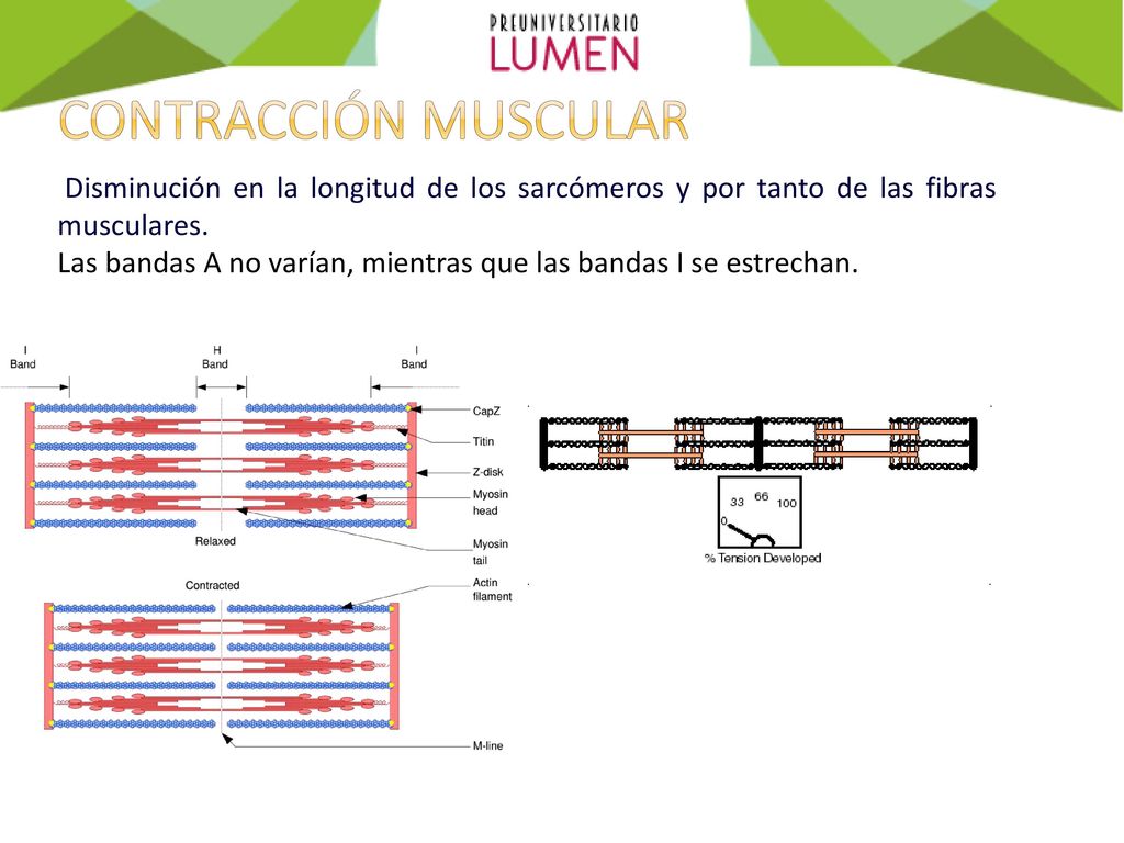 Contracción muscular Disminución en la longitud de los sarcómeros y por tanto de las fibras musculares.