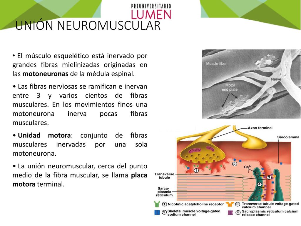 UNIÓN NEUROMUSCULAR El músculo esquelético está inervado por grandes fibras mielinizadas originadas en las motoneuronas de la médula espinal.