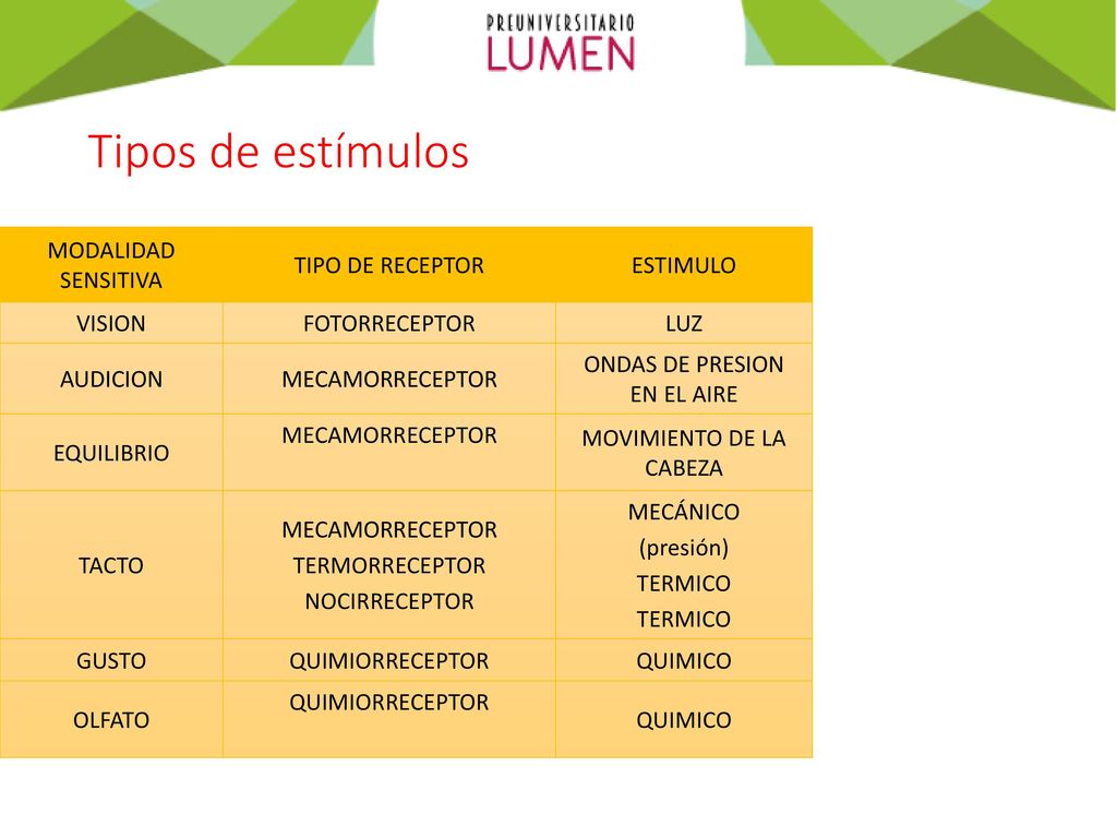 Tipos de estímulos MODALIDAD SENSITIVA TIPO DE RECEPTOR ESTIMULO