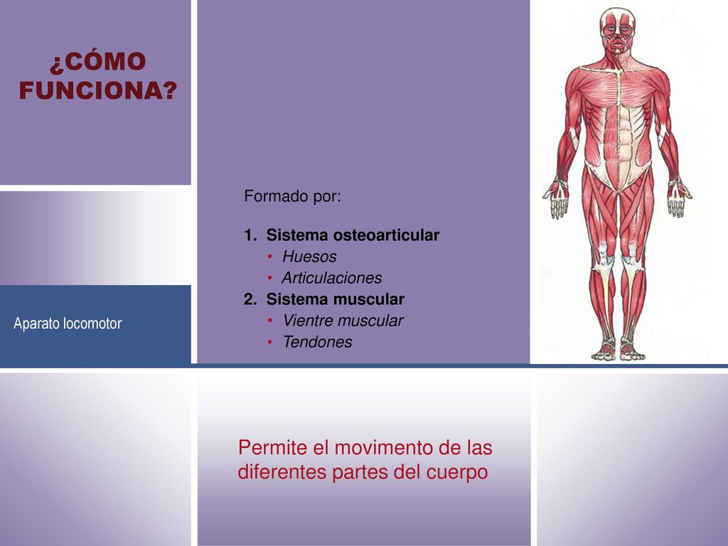 ¿CÓMO FUNCIONA Formado por: 1. Sistema osteoarticular. • Huesos. • Articulaciones. 2. Sistema muscular.