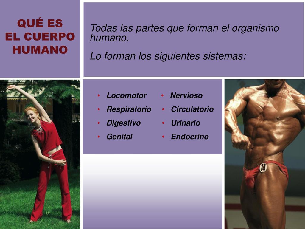 QUÉ ES EL CUERPO. HUMANO. Todas las partes que forman el organismo humano. Lo forman los siguientes sistemas: