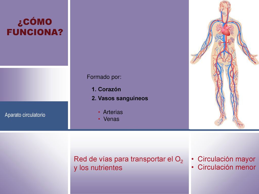 ¿CÓMO FUNCIONA Red de vías para transportar el O2 y los nutrientes