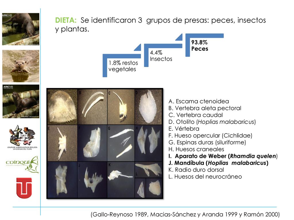 DIETA: Se identificaron 3 grupos de presas: peces, insectos y plantas.