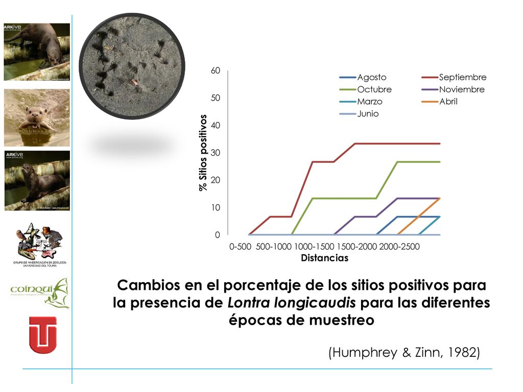 Cambios en el porcentaje de los sitios positivos para la presencia de Lontra longicaudis para las diferentes épocas de muestreo