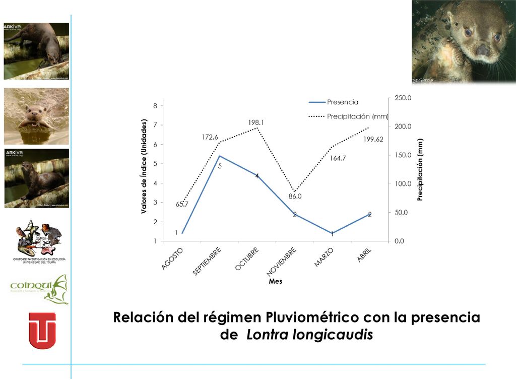 Relación del régimen Pluviométrico con la presencia de Lontra longicaudis
