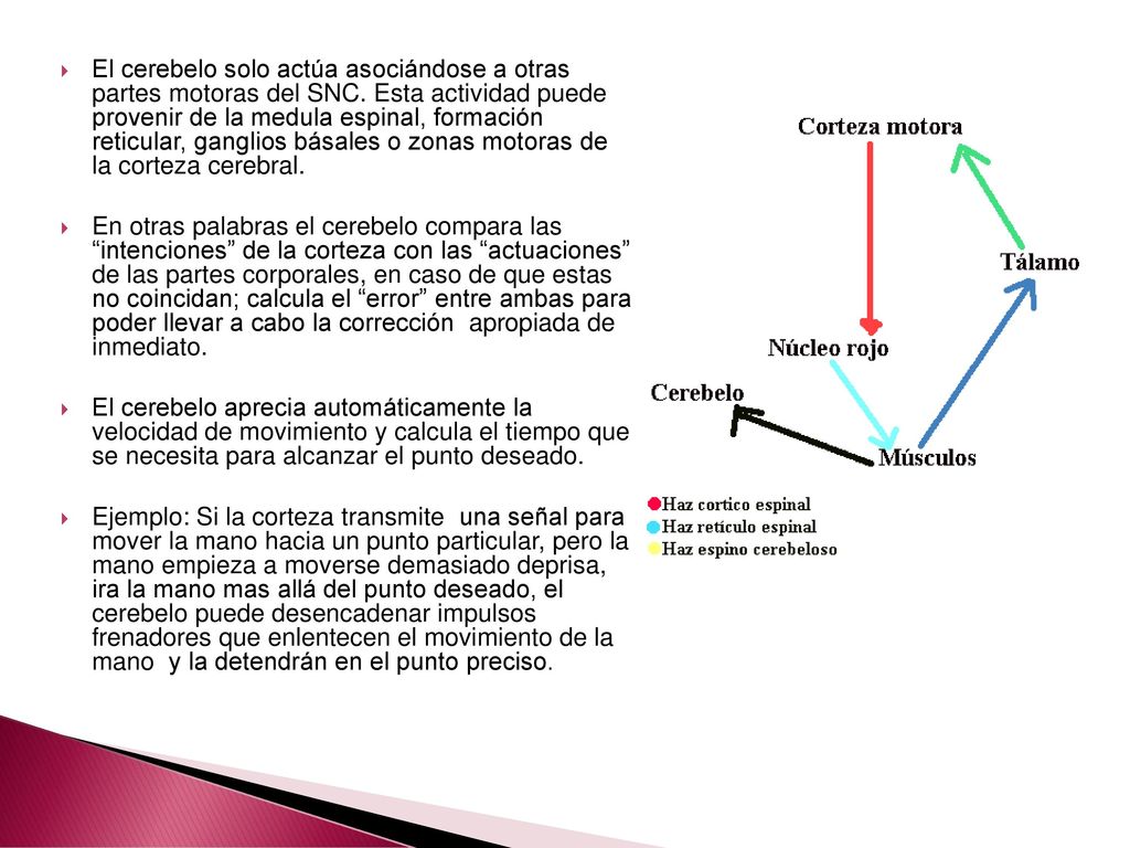 El cerebelo solo actúa asociándose a otras partes motoras del SNC