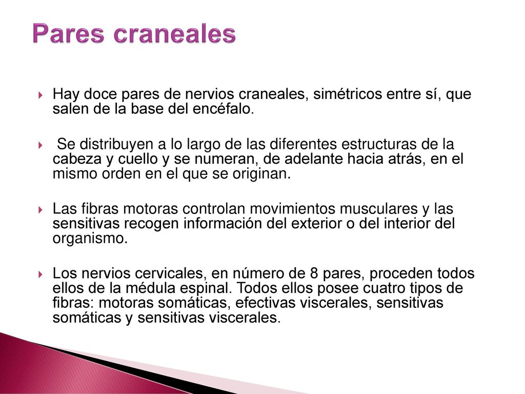 Pares craneales Hay doce pares de nervios craneales, simétricos entre sí, que salen de la base del encéfalo.