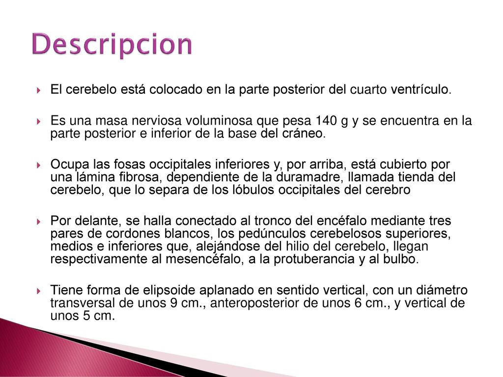 Descripcion El cerebelo está colocado en la parte posterior del cuarto ventrículo.