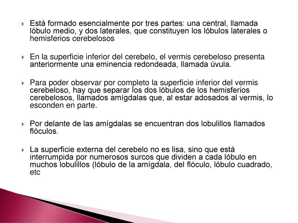 Está formado esencialmente por tres partes: una central, llamada lóbulo medio, y dos laterales, que constituyen los lóbulos laterales o hemisferios cerebelosos