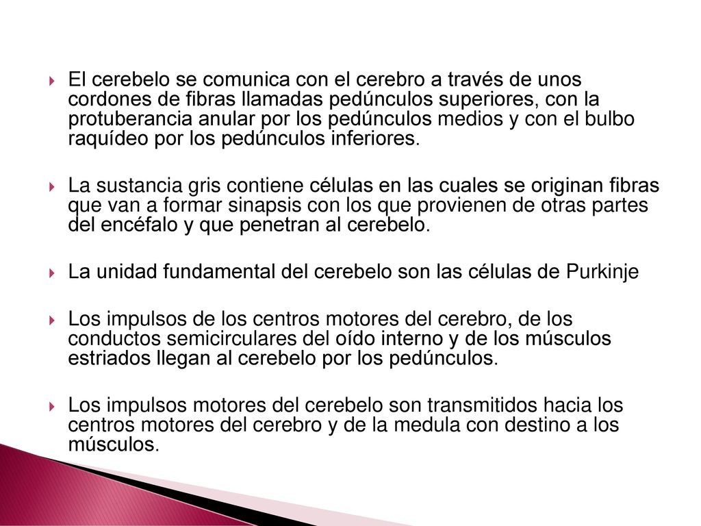 El cerebelo se comunica con el cerebro a través de unos cordones de fibras llamadas pedúnculos superiores, con la protuberancia anular por los pedúnculos medios y con el bulbo raquídeo por los pedúnculos inferiores.