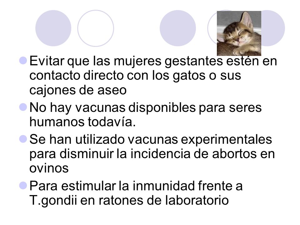 Evitar que las mujeres gestantes estén en contacto directo con los gatos o sus cajones de aseo