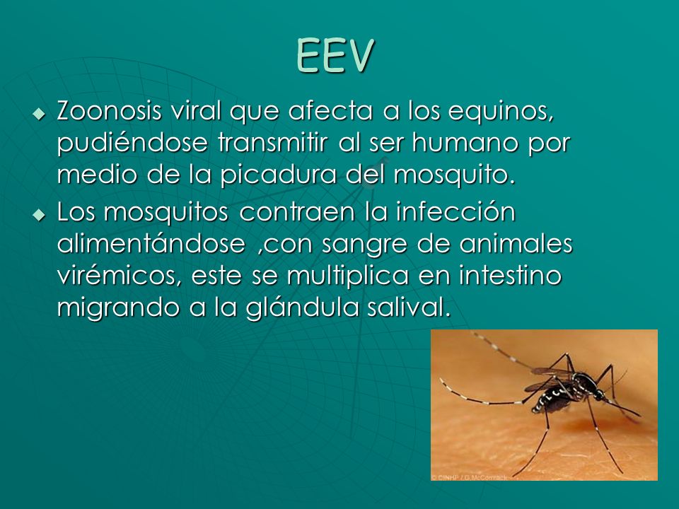 Zoonosis viral que afecta a los equinos, pudiéndose transmitir al ser humano por medio de la picadura del mosquito.