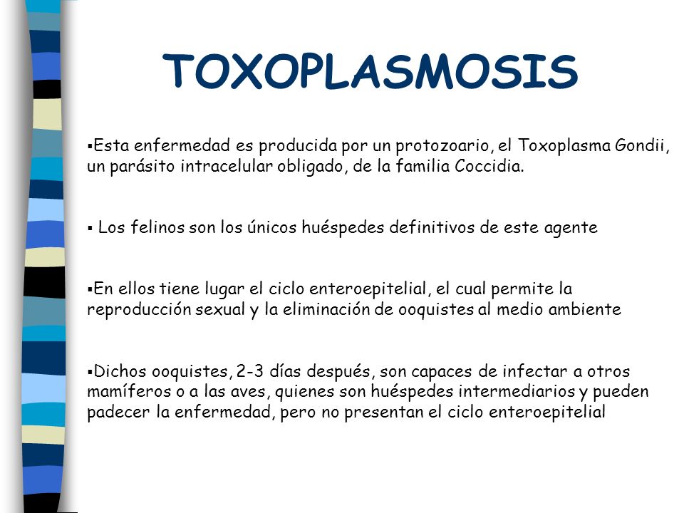 TOXOPLASMOSIS Esta enfermedad es producida por un protozoario, el Toxoplasma Gondii, un parásito intracelular obligado, de la familia Coccidia.