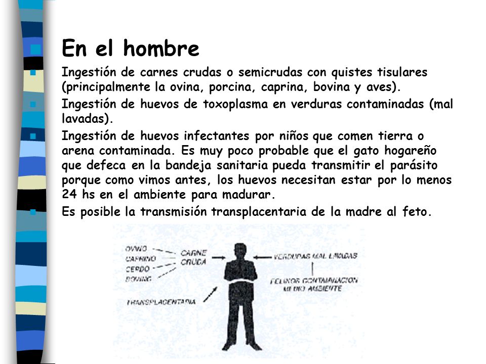 En el hombre Ingestión de carnes crudas o semicrudas con quistes tisulares (principalmente la ovina, porcina, caprina, bovina y aves).