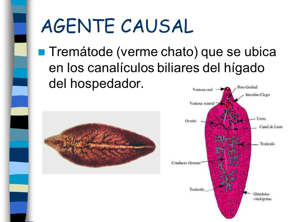 AGENTE CAUSAL Tremátode (verme chato) que se ubica en los canalículos biliares del hígado del hospedador.