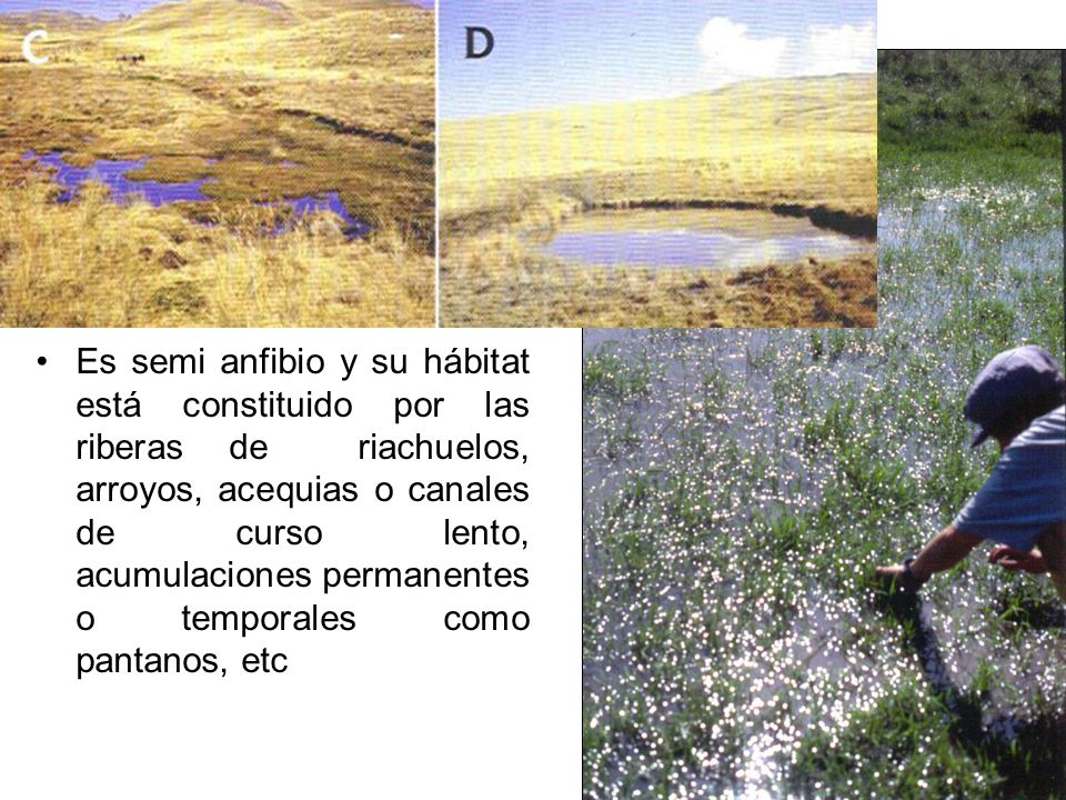 Es semi anfibio y su hábitat está constituido por las riberas de riachuelos, arroyos, acequias o canales de curso lento, acumulaciones permanentes o temporales como pantanos, etc