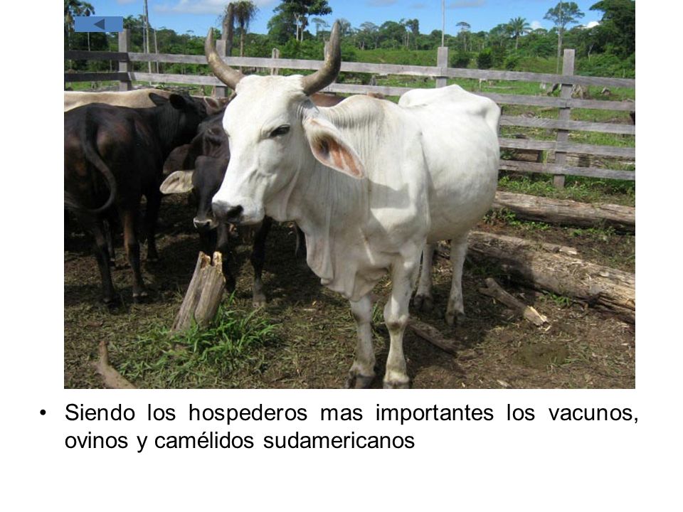 Siendo los hospederos mas importantes los vacunos, ovinos y camélidos sudamericanos