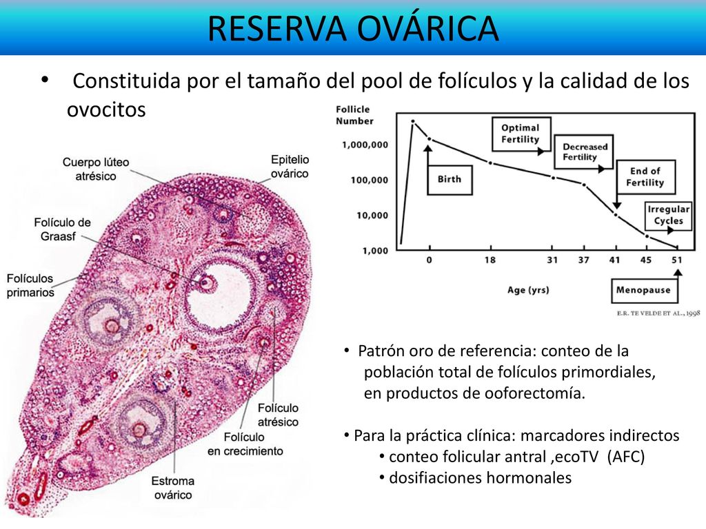 RESERVA OVÁRICA Constituida por el tamaño del pool de folículos y la calidad de los ovocitos. Patrón oro de referencia: conteo de la.