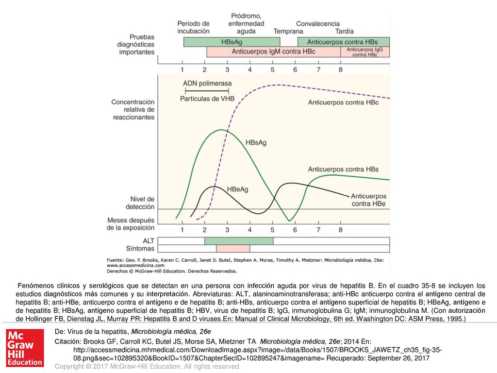 Fenómenos clínicos y serológicos que se detectan en una persona con infección aguda por virus de hepatitis B. En el cuadro 35-8 se incluyen los estudios diagnósticos más comunes y su interpretación. Abreviaturas: ALT, alaninoaminotransferasa; anti-HBc anticuerpo contra el antígeno central de hepatitis B; anti-HBe, anticuerpo contra el antígeno e de hepatitis B; anti-HBs, anticuerpo contra el antígeno superficial de hepatitis B; HBeAg, antígeno e de hepatitis B; HBsAg, antígeno superficial de hepatitis B; HBV, virus de hepatitis B; IgG, inmunoglobulina G; IgM; inmunoglobulina M. (Con autorización de Hollinger FB, Dienstag JL, Murray PR: Hepatitis B and D viruses.En: Manual of Clinical Microbiology, 6th ed. Washington DC: ASM Press, 1995.)