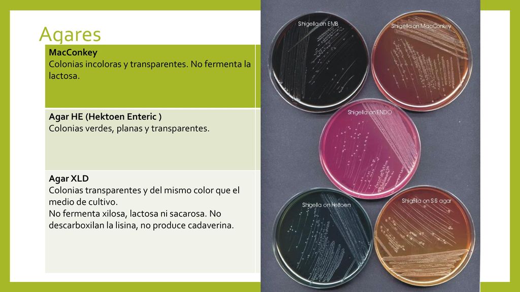 Agares MacConkey. Colonias incoloras y transparentes. No fermenta la lactosa. Agar HE (Hektoen Enteric )