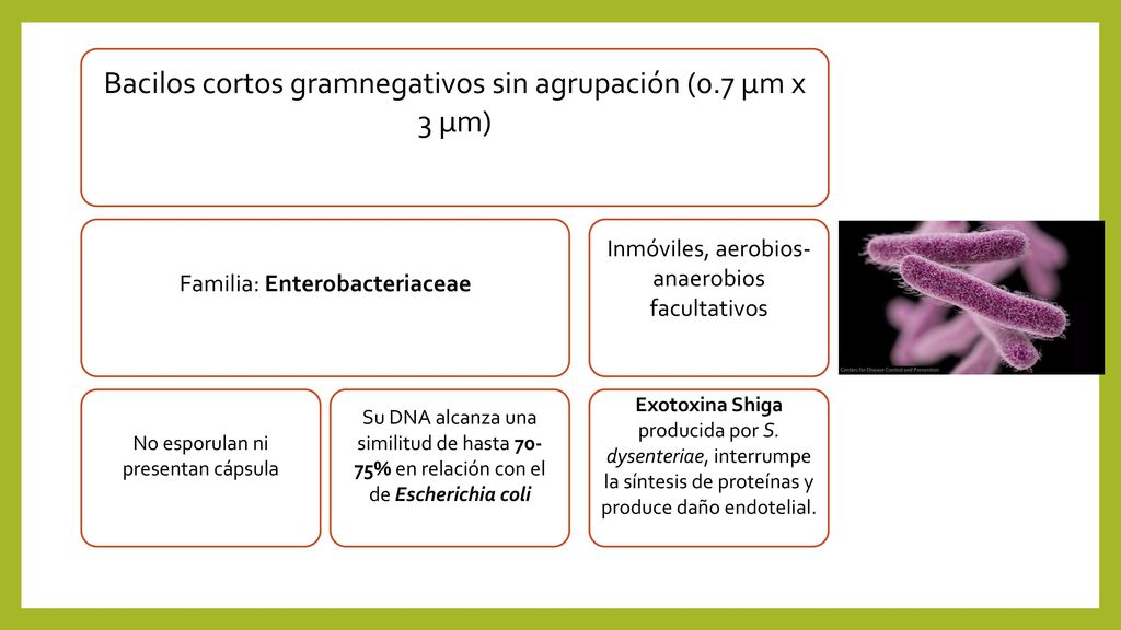 Bacilos cortos gramnegativos sin agrupación (0.7 µm x 3 µm)