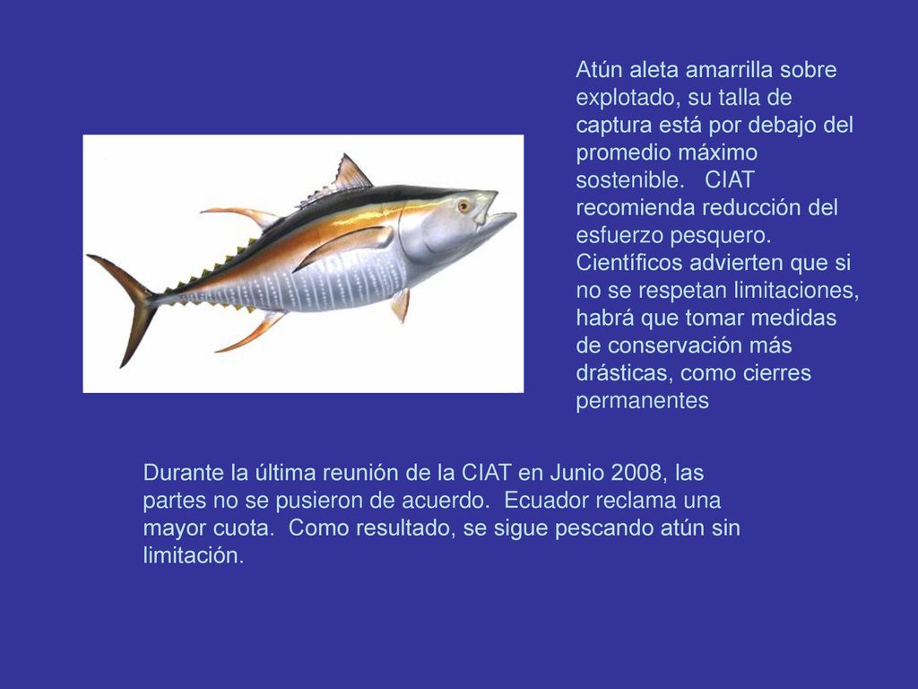 Atún aleta amarrilla sobre explotado, su talla de captura está por debajo del promedio máximo sostenible. CIAT recomienda reducción del esfuerzo pesquero. Científicos advierten que si no se respetan limitaciones, habrá que tomar medidas de conservación más drásticas, como cierres permanentes