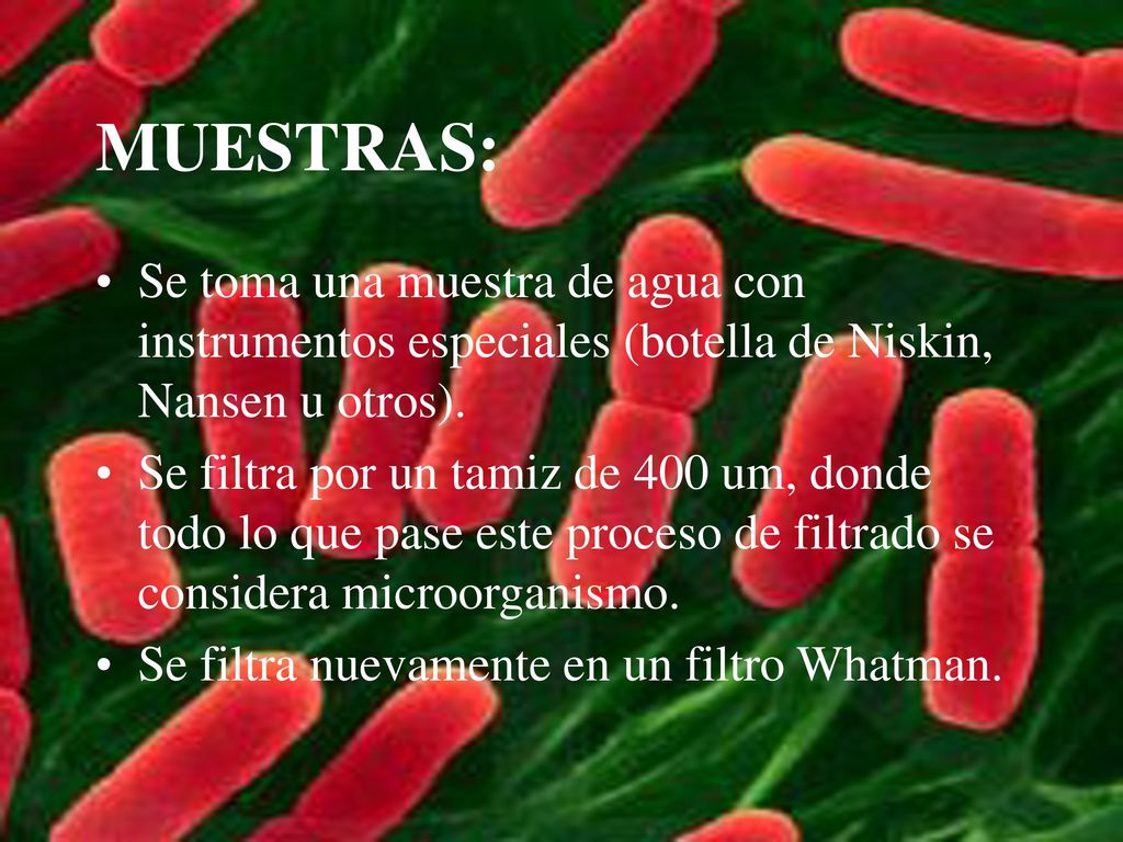 MUESTRAS: Se toma una muestra de agua con instrumentos especiales (botella de Niskin, Nansen u otros).