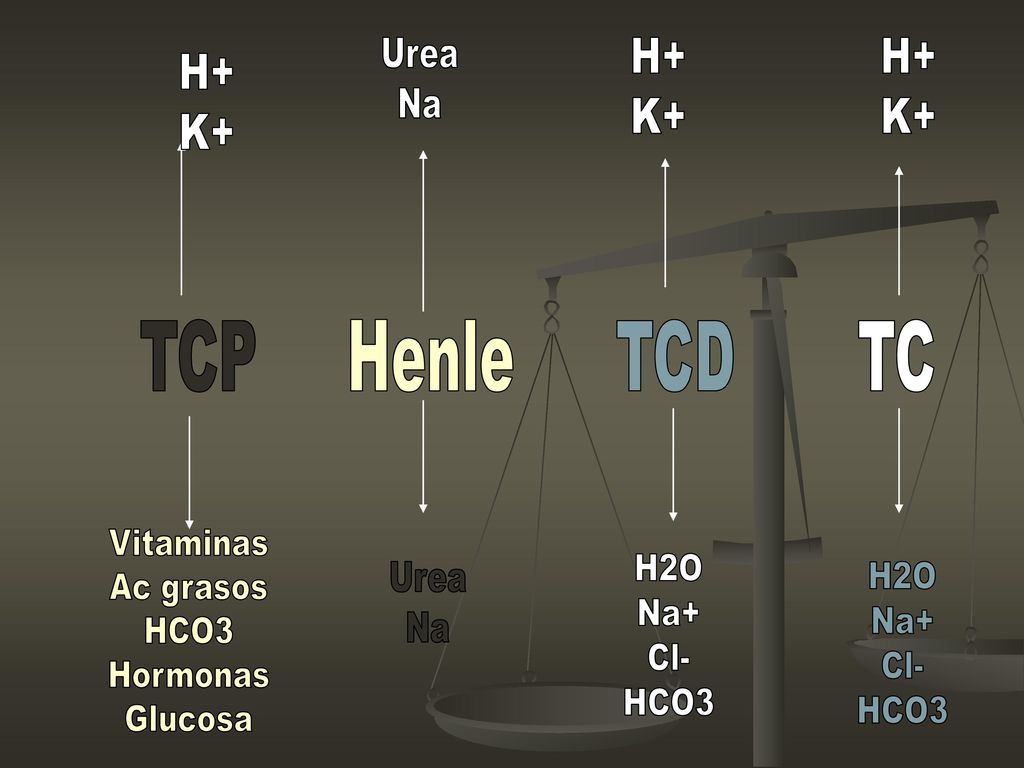 TCP Henle TCD TC H+ K+ H+ K+ H+ K+ Urea Na Vitaminas Ac grasos HCO3