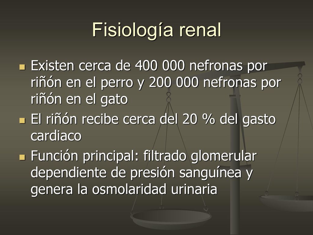 Fisiología renal Existen cerca de nefronas por riñón en el perro y nefronas por riñón en el gato.