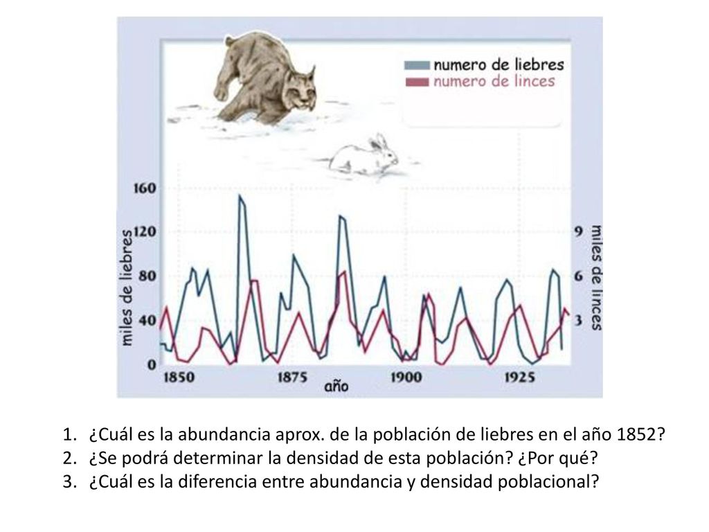 ¿Cuál es la abundancia aprox. de la población de liebres en el año 1852