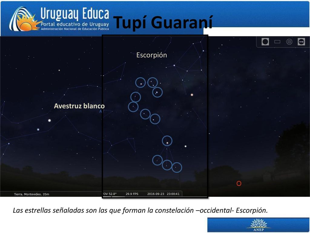 Tupí Guaraní Escorpión Avestruz blanco Avestruz blanco