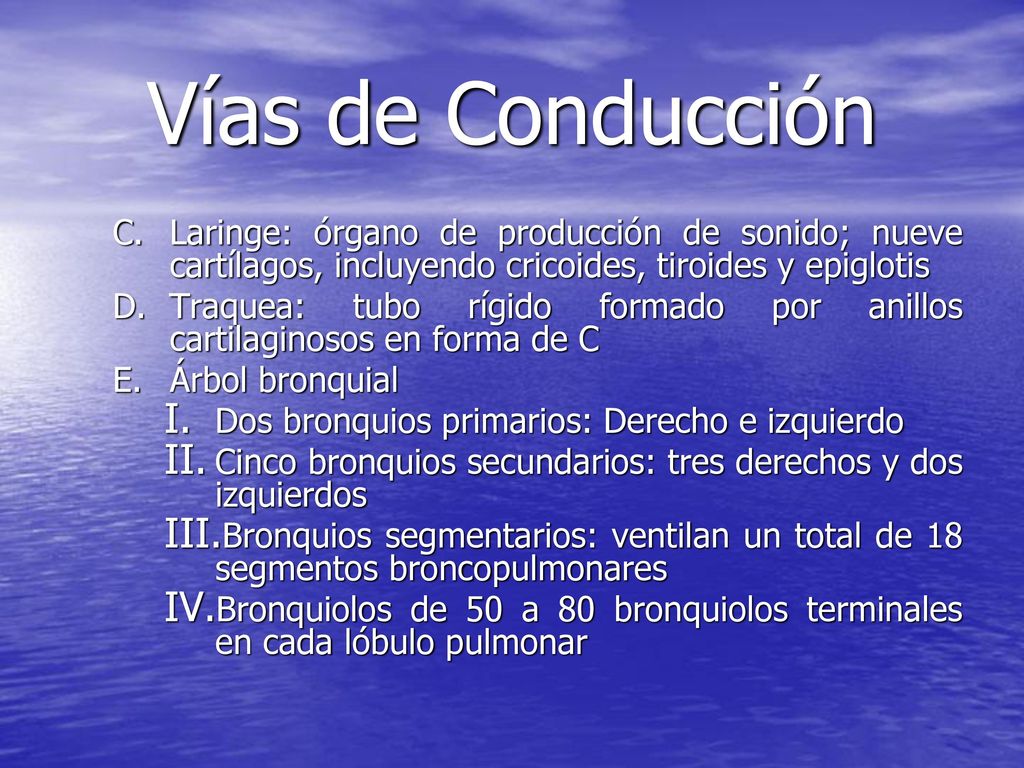 Vías de Conducción Laringe: órgano de producción de sonido; nueve cartílagos, incluyendo cricoides, tiroides y epiglotis.