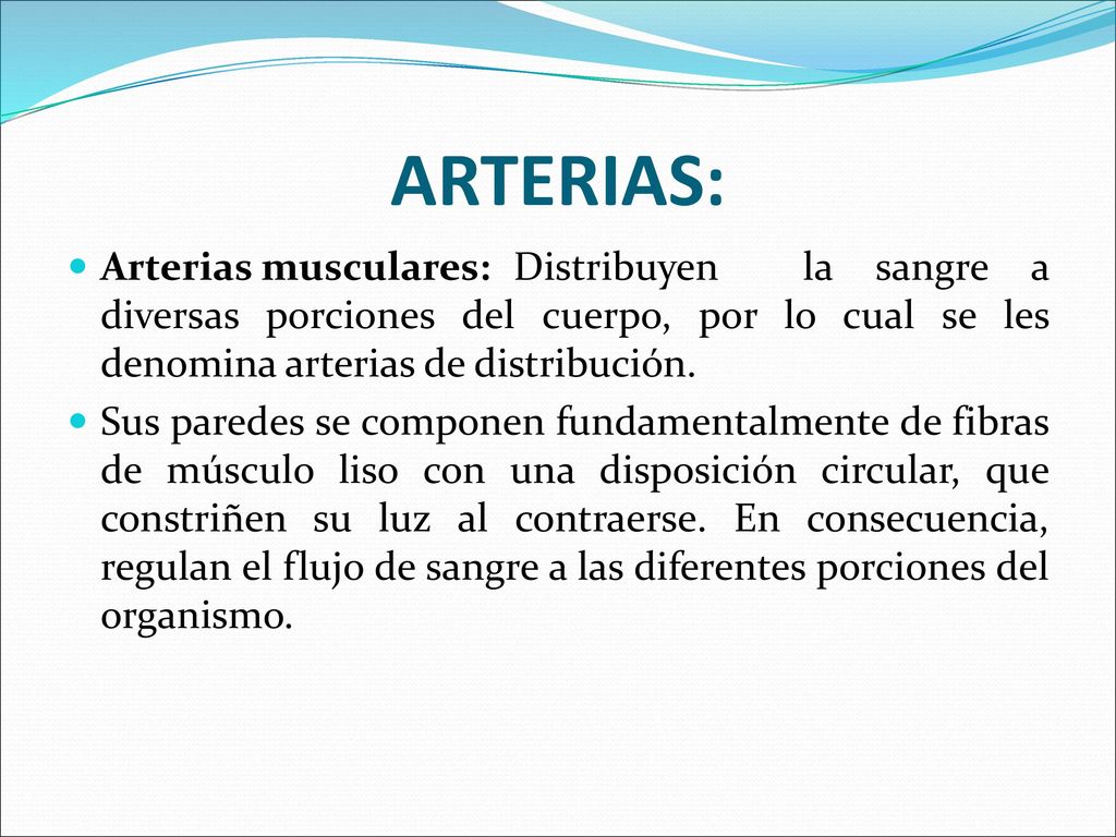ARTERIAS: Arterias musculares: Distribuyen la sangre a diversas porciones del cuerpo, por lo cual se les denomina arterias de distribución.