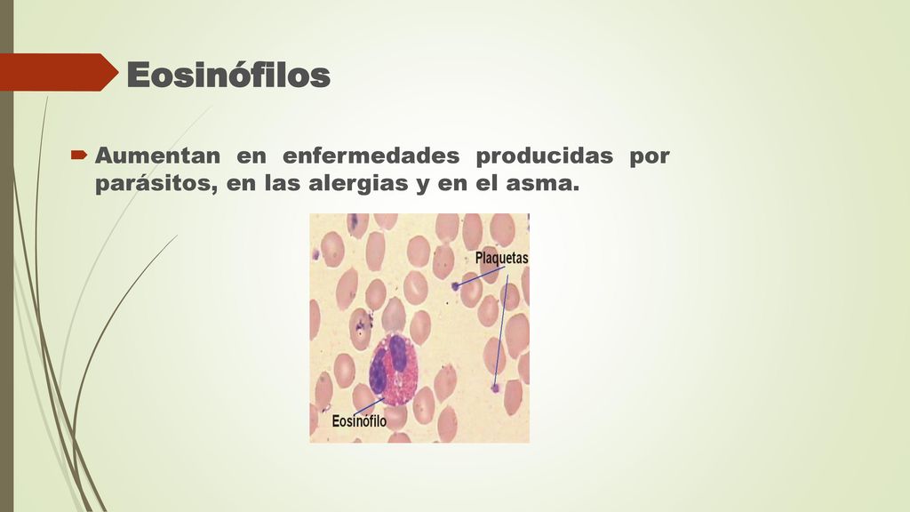 Eosinófilos Aumentan en enfermedades producidas por parásitos, en las alergias y en el asma.