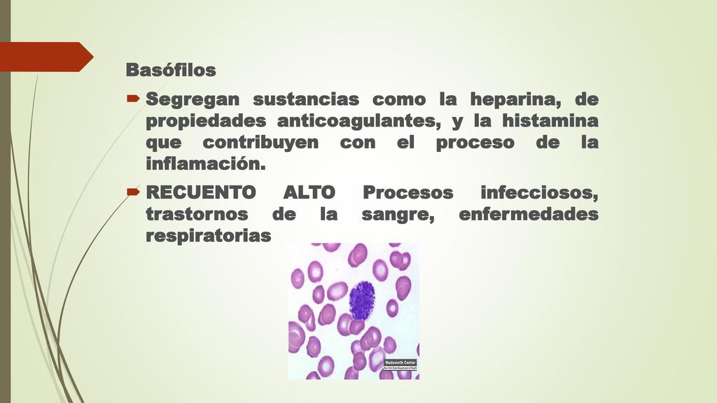 Basófilos Segregan sustancias como la heparina, de propiedades anticoagulantes, y la histamina que contribuyen con el proceso de la inflamación.