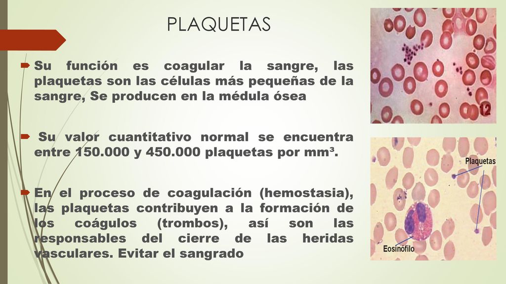 PLAQUETAS Su función es coagular la sangre, las plaquetas son las células más pequeñas de la sangre, Se producen en la médula ósea.