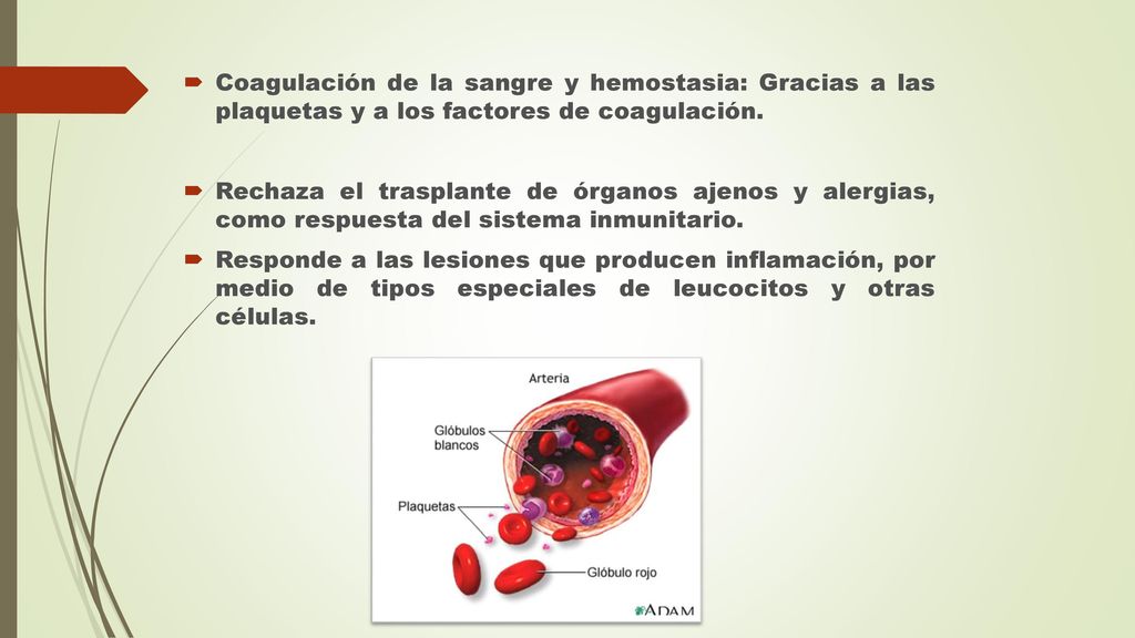 Coagulación de la sangre y hemostasia: Gracias a las plaquetas y a los factores de coagulación.