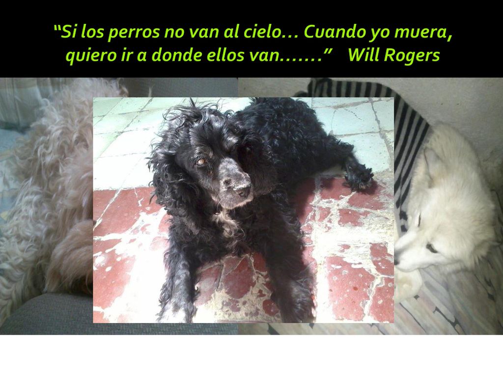 Si los perros no van al cielo… Cuando yo muera, quiero ir a donde ellos van……. Will Rogers