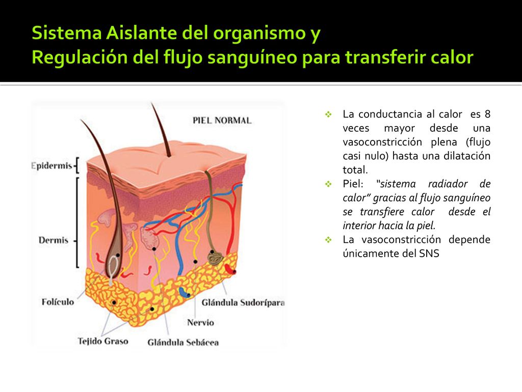 Sistema Aislante del organismo y Regulación del flujo sanguíneo para transferir calor