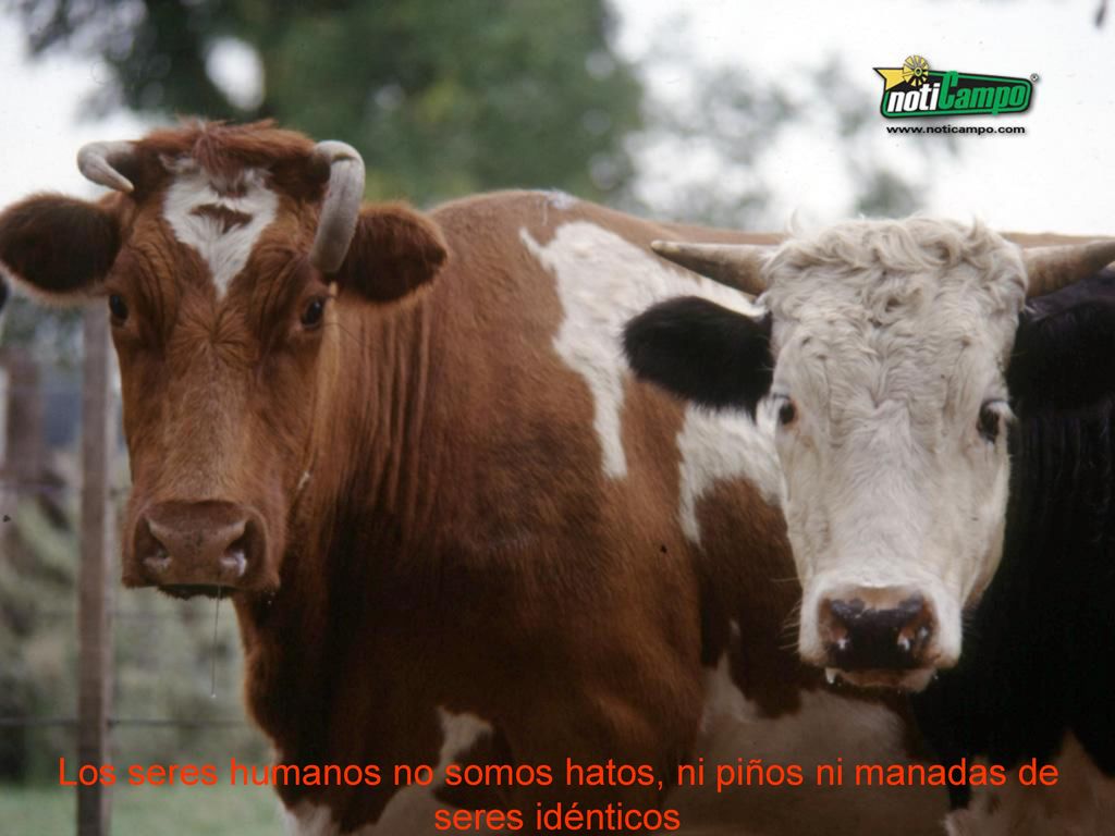 Los seres humanos no somos hatos, ni piños ni manadas de seres idénticos