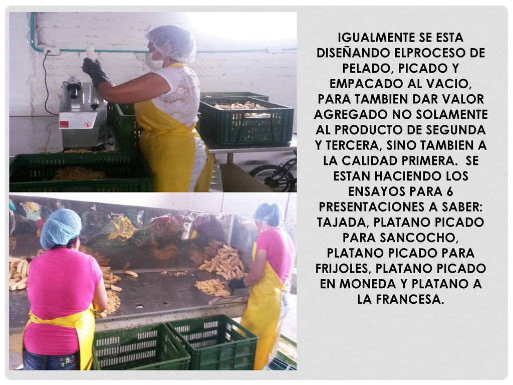 IGUALMENTE SE ESTA DISEÑANDO ELPROCESO DE PELADO, PICADO Y EMPACADO AL VACIO, PARA TAMBIEN DAR VALOR AGREGADO NO SOLAMENTE AL PRODUCTO DE SEGUNDA Y TERCERA, SINO TAMBIEN A LA CALIDAD PRIMERA.