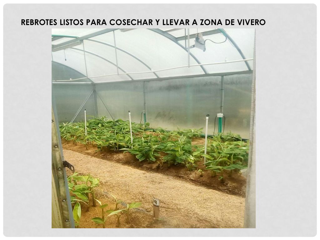 REBROTES LISTOS PARA COSECHAR Y LLEVAR A ZONA DE VIVERO