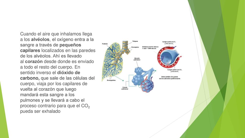 Cuando el aire que inhalamos llega a los alvéolos, el oxígeno entra a la sangre a través de pequeños capilares localizados en las paredes de los alvéolos.